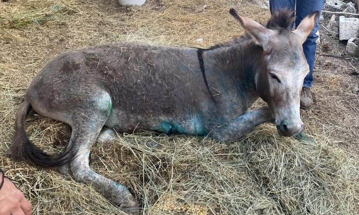 Συγκίνηση για το κακοποιημένο γαϊδουράκι – Υποβλήθηκε σε ευθανασία