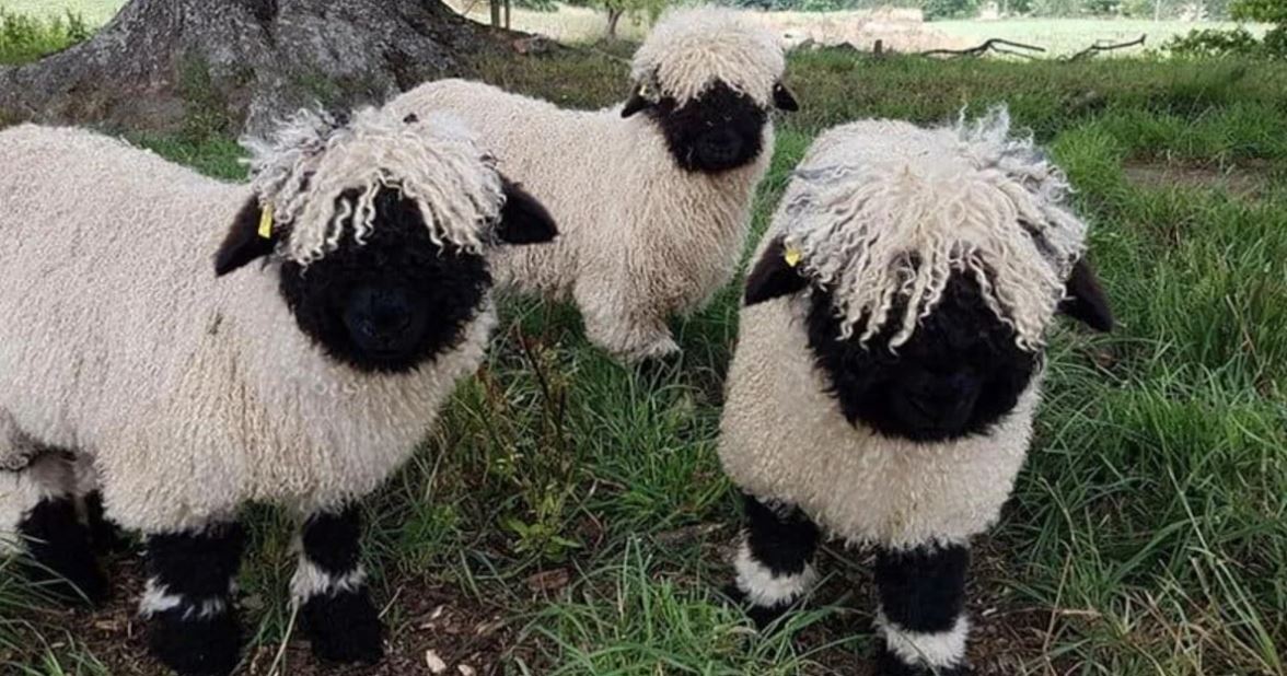 Τα πρόβατο Valais Blacknose, ίσως τα πιο χαριτωμένα πρόβατα του κόσμου μοιάζουν με λούτρινα ζωάκια