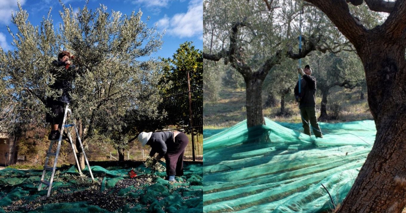 Έρχεται μεγάλη κρίση στις ελιές: Φεύγουν οι Αλβανοί εργάτες απ’την Ελλάδα, τρομοκρατημένοι οι Έλληνες παραγωγοί