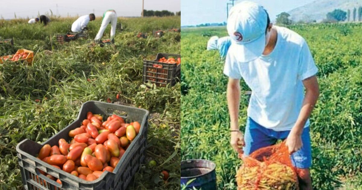 Δεν είναι ντpοπή τα ελληνόπουλα να πάνε να δουλέψουν στα χωράφια ντpοπή είναι τα επιδόματα-ελεημοσύνη