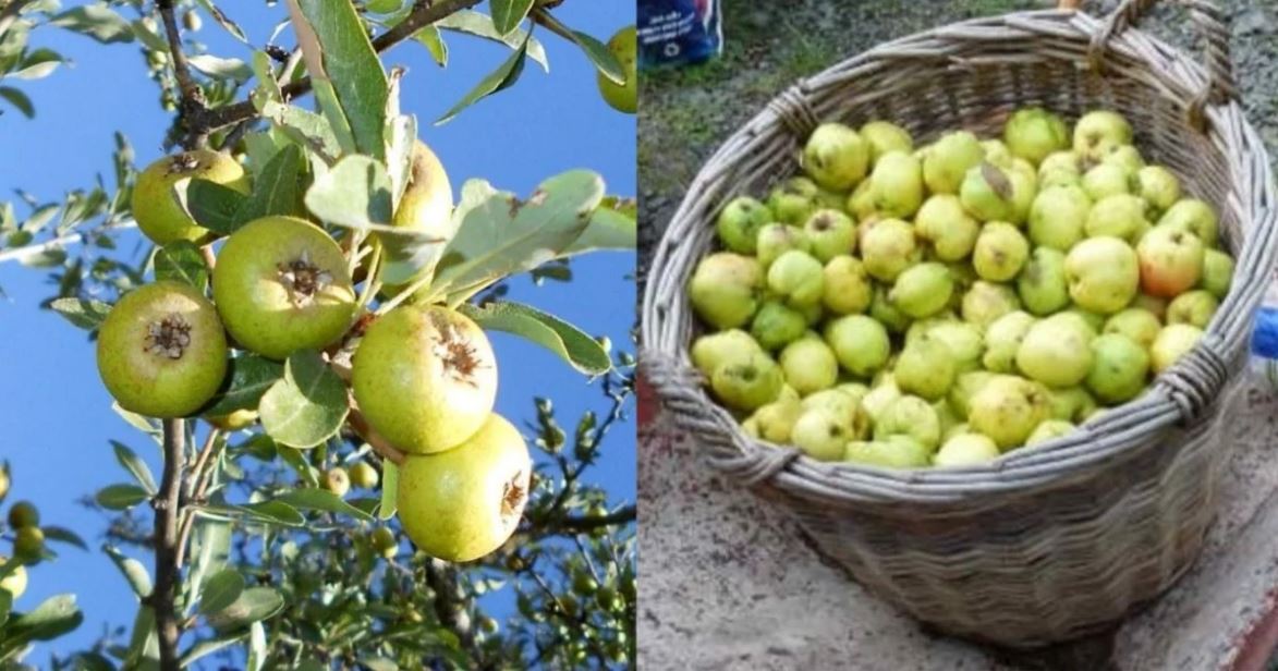 Το ξεχασμένο Ελληνικό δέντρο με τις θαυματουργές ιδιότητες που μεγάλωσε γενιές και γενιές